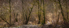 Spooky Forest in Winter