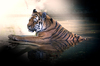 Tiger havin a Bath