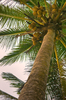 Coconut Tree looking up