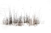 Reeds in Ice