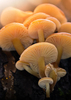Mushrooms