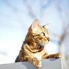 Cat lying in Sun on Roof