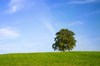 Oak Tree on green Hill