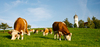 Cows on Meadow