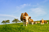 Cows on Meadow