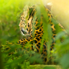 Leopard in Jungle