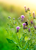Bumblebee on Thistle Flowers