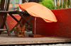 Cat with Beach Umbrella