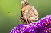 Butterfly on Buddleja
