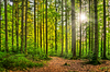 Natural Forest - Sunburst
