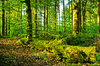 Natural Forest