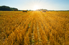 Harvested Field