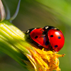 Ladybug Love
