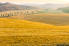 Tuscany View