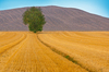 Tree in Field, Tuscany