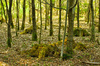Young Trees growing on old Stu