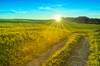 Golden Summer Meadows - Sunset