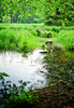 Decayed Bridge in Swamp