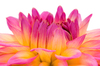 Dahlia Flower Close Up