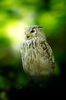 Eagle Owl