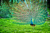 Peacock Couple