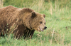 Brown Bear looking attentive