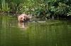 Brown Bear swimming