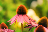 Echinacea purpurea