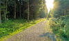 Dirt Road through enchanted Fo
