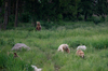 Brown Bear Family