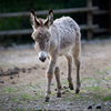 Young Donkey