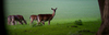 Deers
