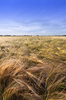 Golden Barley