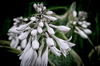 Hosta Flower