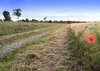 Dirt Road in Fields