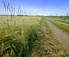 Field Path