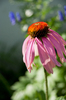 Echinacea