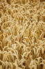 Ripe Wheat