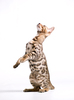 Bengal Cat Kitten looking up