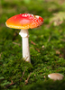Fly Agaric