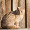 One-Eyed Cat