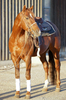 Quarter Horse ready to go