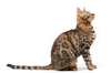 Bengal Cat looking up