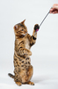 Bengal Cat playing