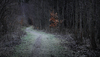 Footpath with frozen Grass