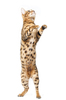 Bengal Cat cuddling with small