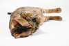 Bengal Cat cuddling with small