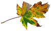 Leaf 33