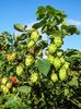 hops plant
