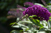 Dragonfly Buterfly